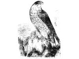 Peregrine Falcon (Falco peregrinus), Heb. NeTz, which includes all hawks and falcons.